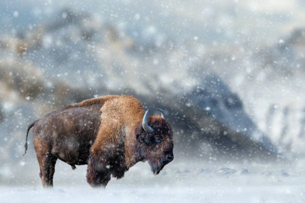 The Bison And The Snowstorm