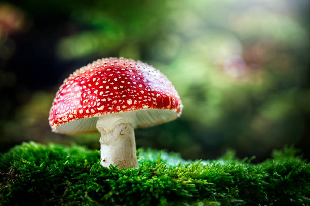 The Enchanted Story of the Christmas Mushroom